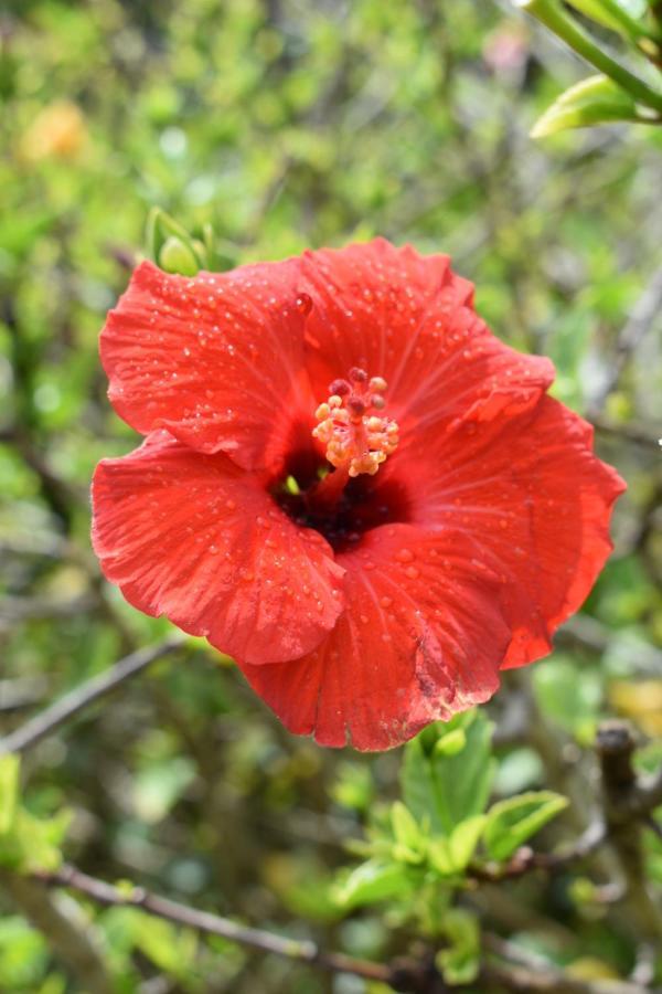 Hibiscus Bed & Breakfast Waihi Exterior photo